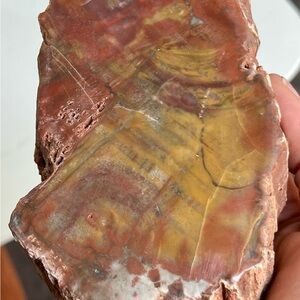 Large Rainbow Petrified Wood Natural Stone